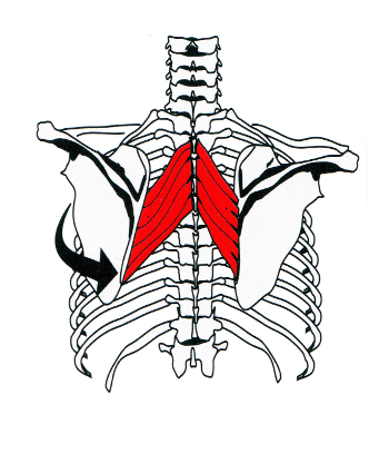 Die Rautenmuskeln Europas Nr.1 für Fitnessgeräte